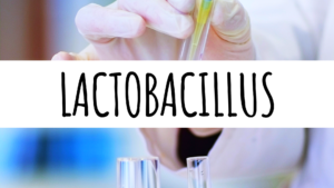 Lactobacillus - bakterie probiotyczne w praktyce