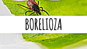 Borelioza